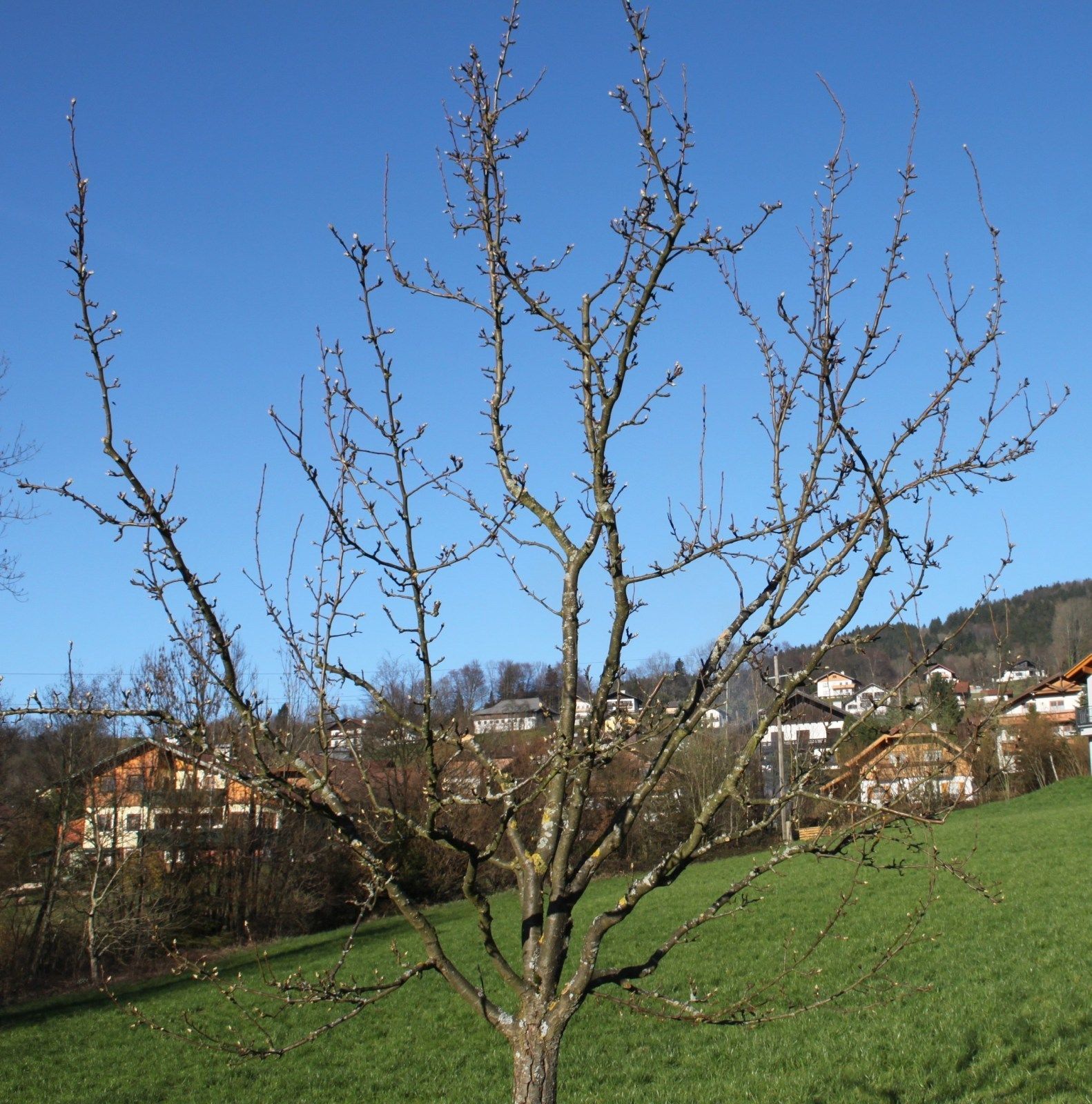 Gartentipp_Zeit_für_den_Instandhaltungsschnitt_nach_dem_Schnitt_...._(2).jpg © LK OÖ/Strebl