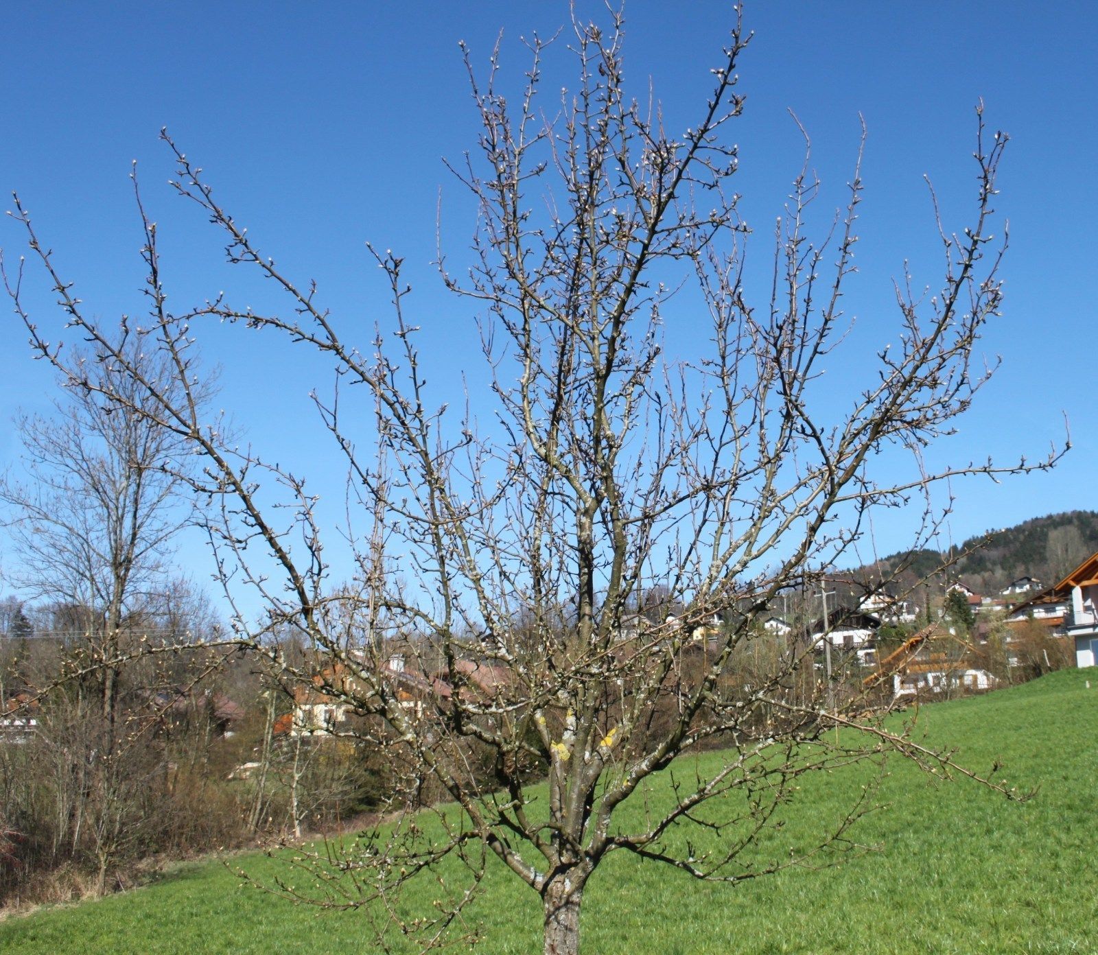 Gartentipp_Zeit_für_den_Instandhaltungsschnitt_vor_dem_Schnitt_..._(2).jpg © LK OÖ/Strebl