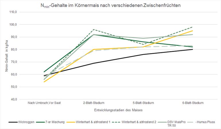 Abbildung 1_Nmin-Gehalte im Mais zu verschiedenen Entwicklungsstadien nach verschiedenen Zwischenfrüchten.jpg © BWSB/Lang