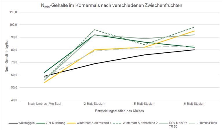 Abbildung 1_Nmin-Gehalte im Mais zu verschiedenen Entwicklungsstadien nach verschiedenen Zwischenfrüchten.jpg © BWSB/Lang Abbildung 1_Nmin-Gehalte im Mais zu verschiedenen Entwicklungsstadien nach verschiedenen Zwischenfrüchten.jpg © BWSB/Lang
