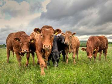 Landwirtschaft.jpg © AdobeStock