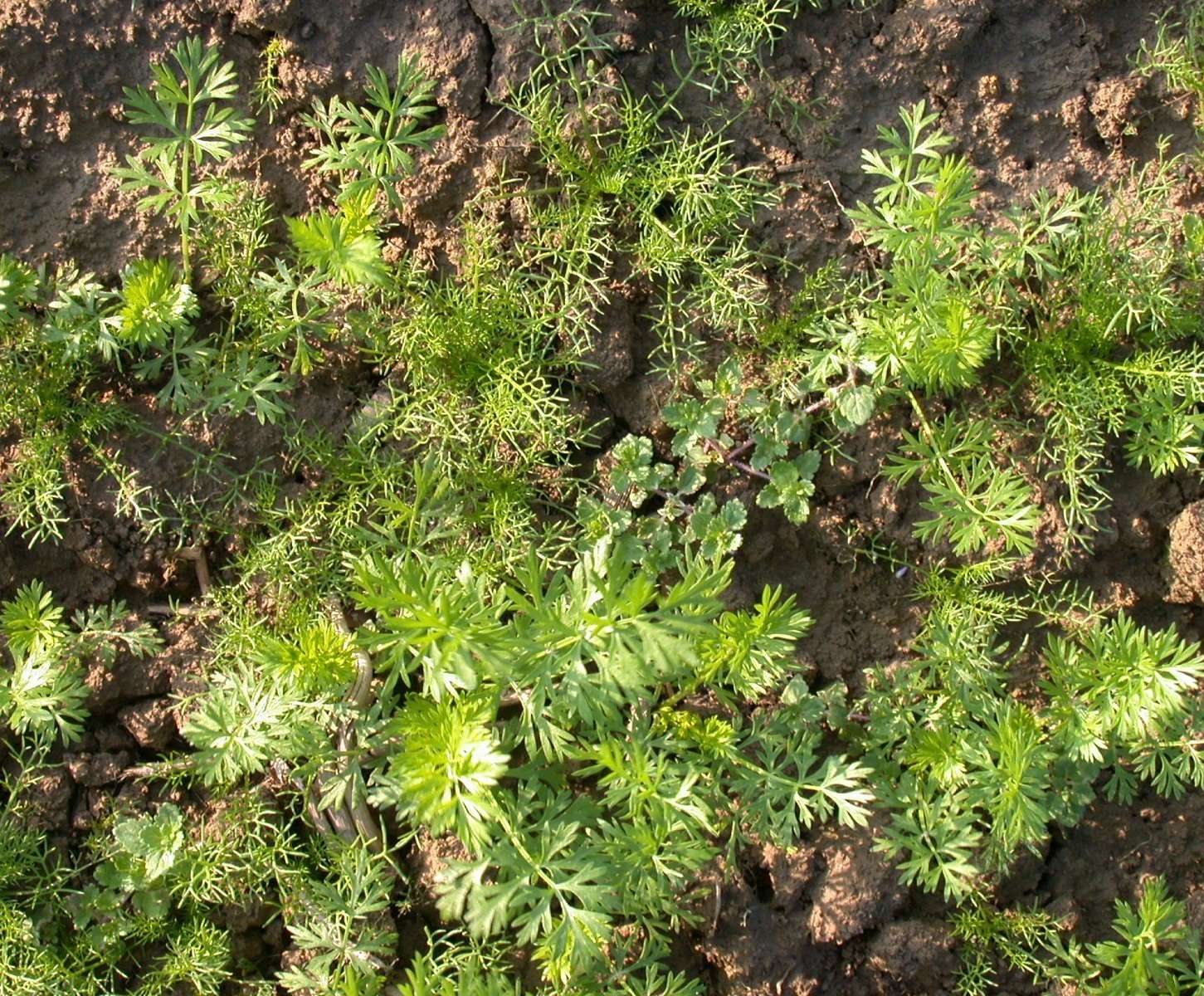 Kümmel mit Kamilleverunkrautung und Ehrenpreis.jpg © LK OÖ/Köppl