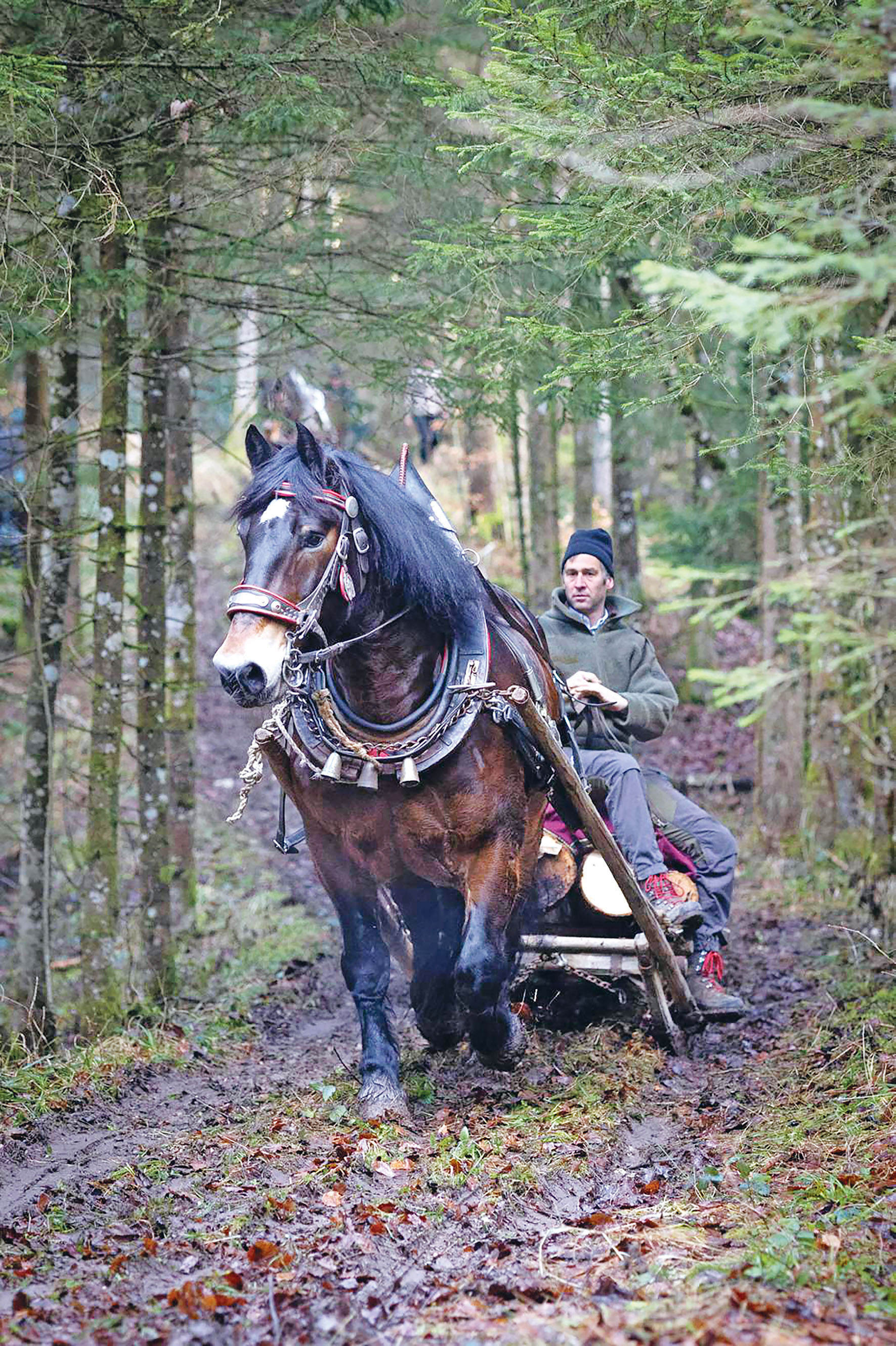 Das Feuer für traditionelles Arbeiten mit   Pferden brennt .jpg © Archiv Das Feuer für traditionelles Arbeiten mit   Pferden brennt .jpg © Archiv