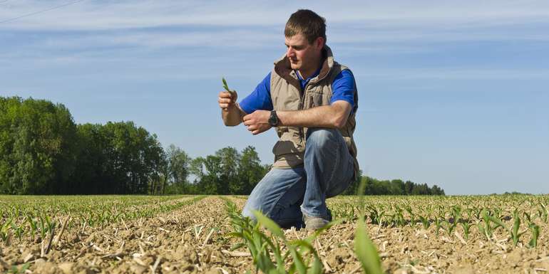 Mais.jpg © www.agarfoto.com