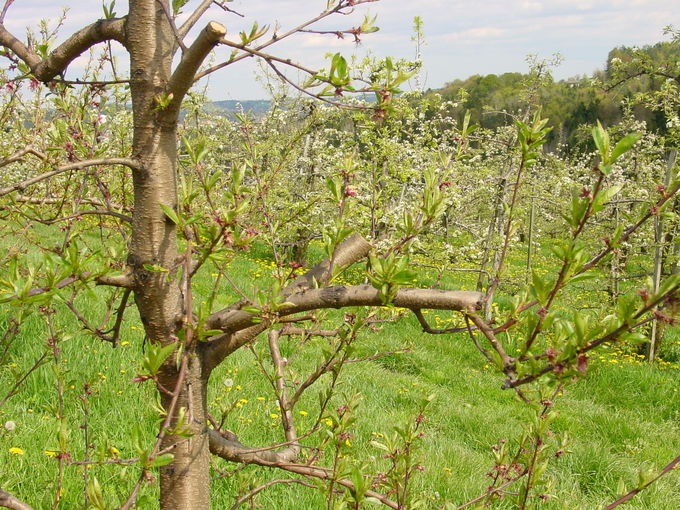 Steinobstschnitt.jpg © LK Steiermark Steinobstschnitt.jpg © LK Steiermark