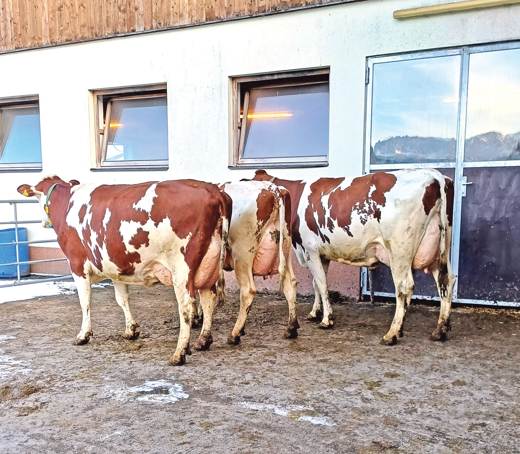 Jungzüchter besuchen Zuchtprofis.jpg © RZV Salzburg Jungzüchter besuchen Zuchtprofis.jpg © RZV Salzburg