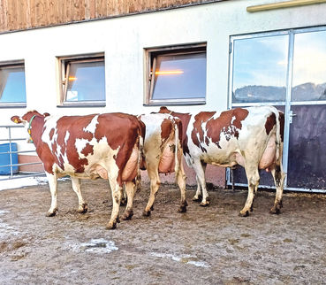 Jungzüchter besuchen Zuchtprofis.jpg © RZV Salzburg Jungzüchter besuchen Zuchtprofis.jpg © RZV Salzburg