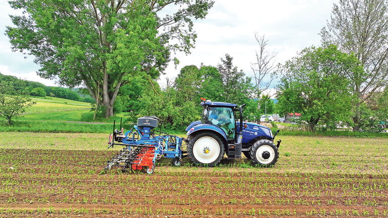 Untersaaten im Maisanbau bringen einige Vorteile.jpg © Innovation Farm Untersaaten im Maisanbau bringen einige Vorteile.jpg © Innovation Farm