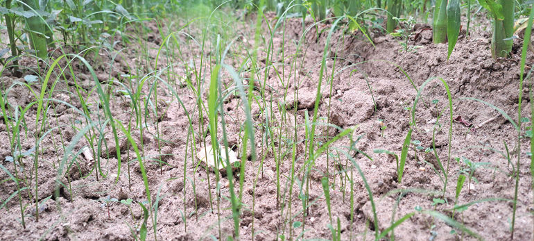 Untersaaten im Maisanbau bringen  einige Vorteile.jpg © Innovation Farm Untersaaten im Maisanbau bringen  einige Vorteile.jpg © Innovation Farm