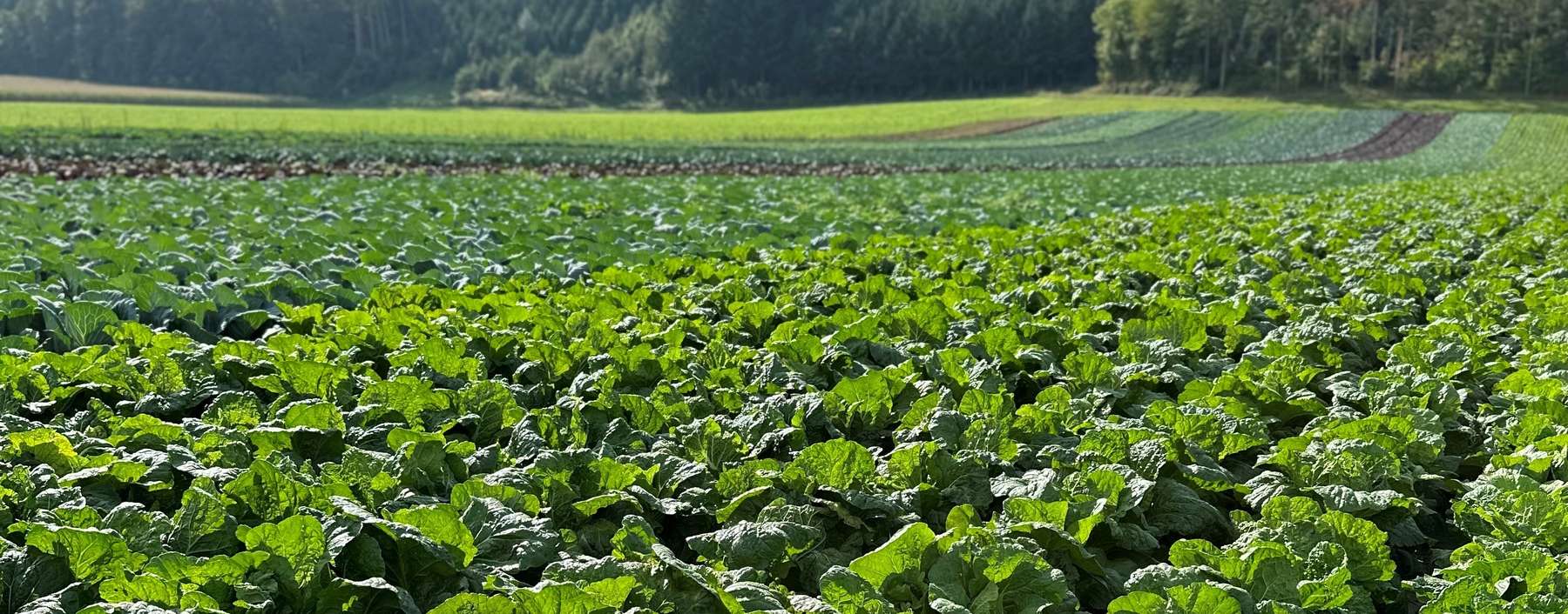 Chinakohl.jpg © Zachhalmel Chinakohl.jpg © Zachhalmel