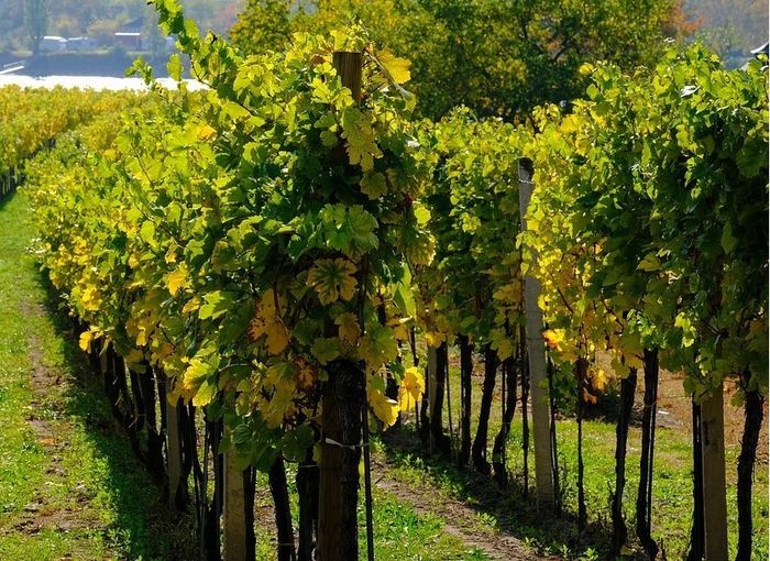 grapevines-4617984_1280.jpg © pixabay grapevines-4617984_1280.jpg © pixabay