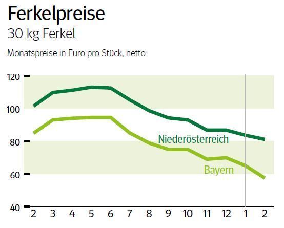 NÖ: Ausblick auf den Ferkelmarkt im März 2025 © LK NÖ