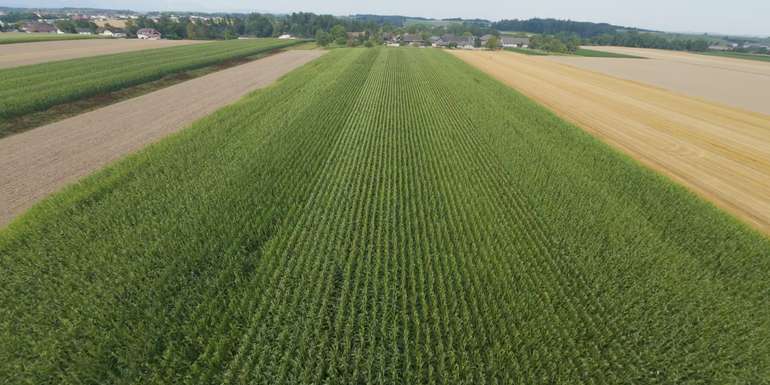 BIO_Körnermaisversuch_2024_im_Zentralraum_in_Oberösterreich.jpg © BWSB