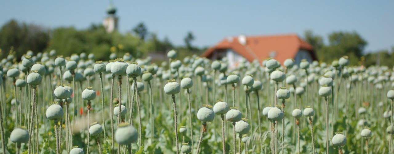 10-07-mohn_maissau-sh1.jpg © Harald Schally/LK Niederösterreich