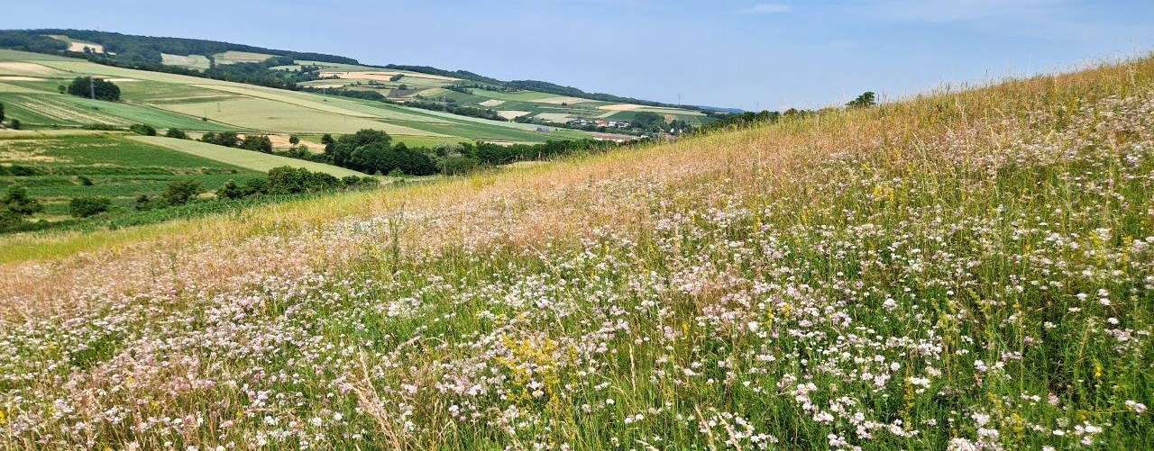 blühende_DIVFläche_sonnige_magere_Lage_Landschaft_im_Hintergrund_BewirtschafterJK_Nähe_Eitzersthal.jpg © Elisabeth Kerschbaumer/LK Niederösterreich