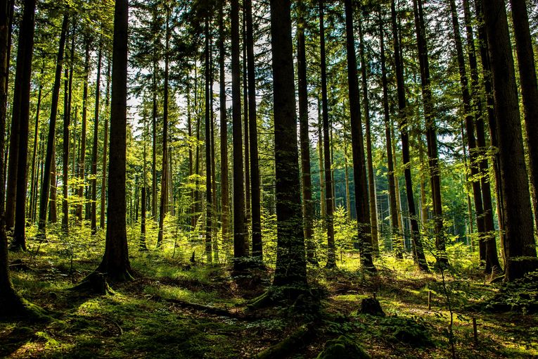 Entwaldungsverordnung.jpg © stock.adobe.com Entwaldungsverordnung.jpg © stock.adobe.com