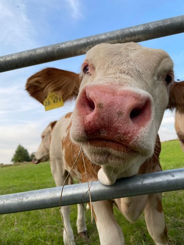 Flotzmaul Kalb (002).jpg © LandVET Flotzmaul Kalb (002).jpg © LandVET