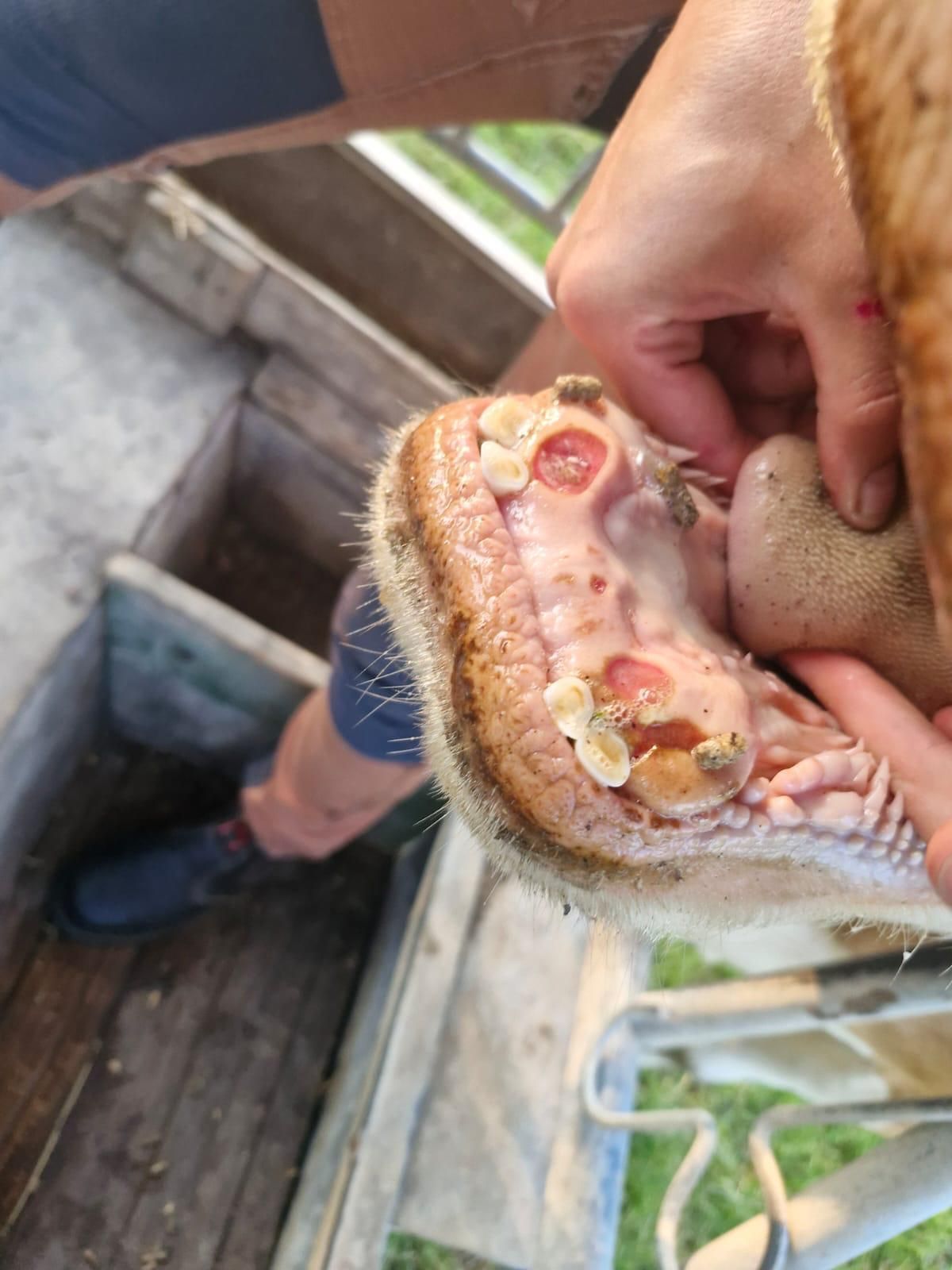 Läsionen Maul Fleckvieh.jpg © LandVET Läsionen Maul Fleckvieh.jpg © LandVET