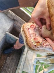 Läsionen Maul Fleckvieh.jpg © LandVET Läsionen Maul Fleckvieh.jpg © LandVET