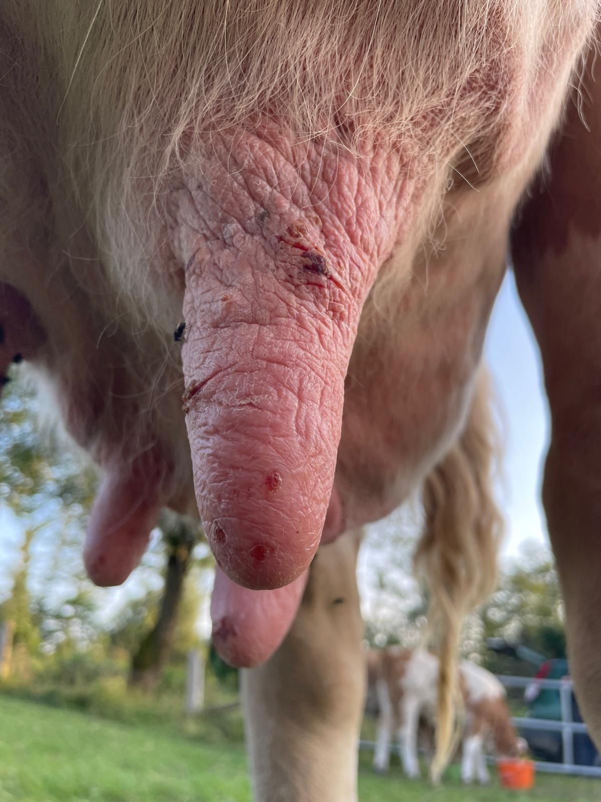 Zitze.jpg © LandVET Zitze.jpg © LandVET