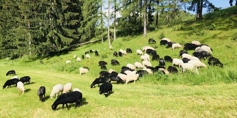 Bild Schafe.jpg © SZZV Kärnten Bild Schafe.jpg © SZZV Kärnten