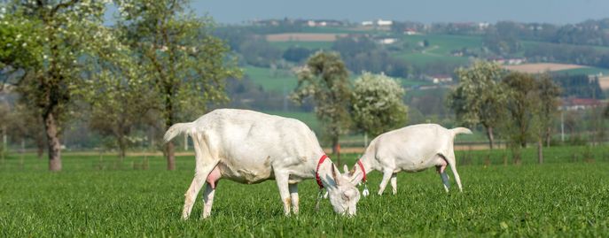 Bild Ziegen © ZZV OÖ