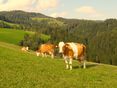 Weide Kühe_Stromberger © Wolfgang Stromberger/LK Kärnten