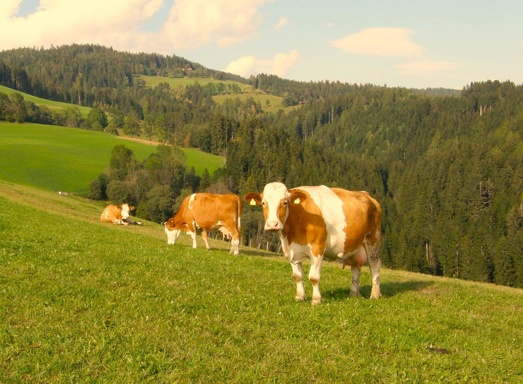 Weide Kühe_Stromberger.jpg © Wolfgang Stromberger/LK Kärnten