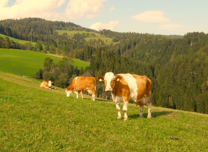 Weide Kühe_Stromberger.jpg © Wolfgang Stromberger/LK Kärnten