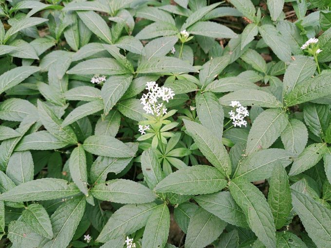 Waldmeister_Waldbingelkraut.jpg © Simon Feichter/LK Niederösterreich