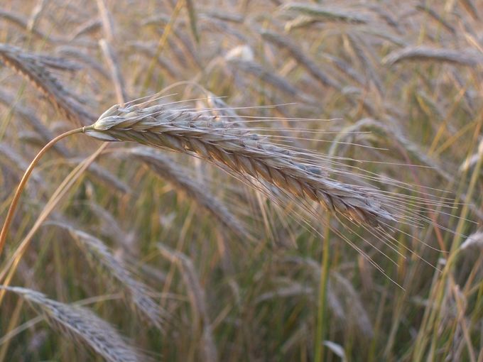 Fesen Dinkel Weizen 2_klein.jpg © Landwirtschaftskammer OÖ Fesen Dinkel Weizen 2_klein.jpg © Landwirtschaftskammer OÖ