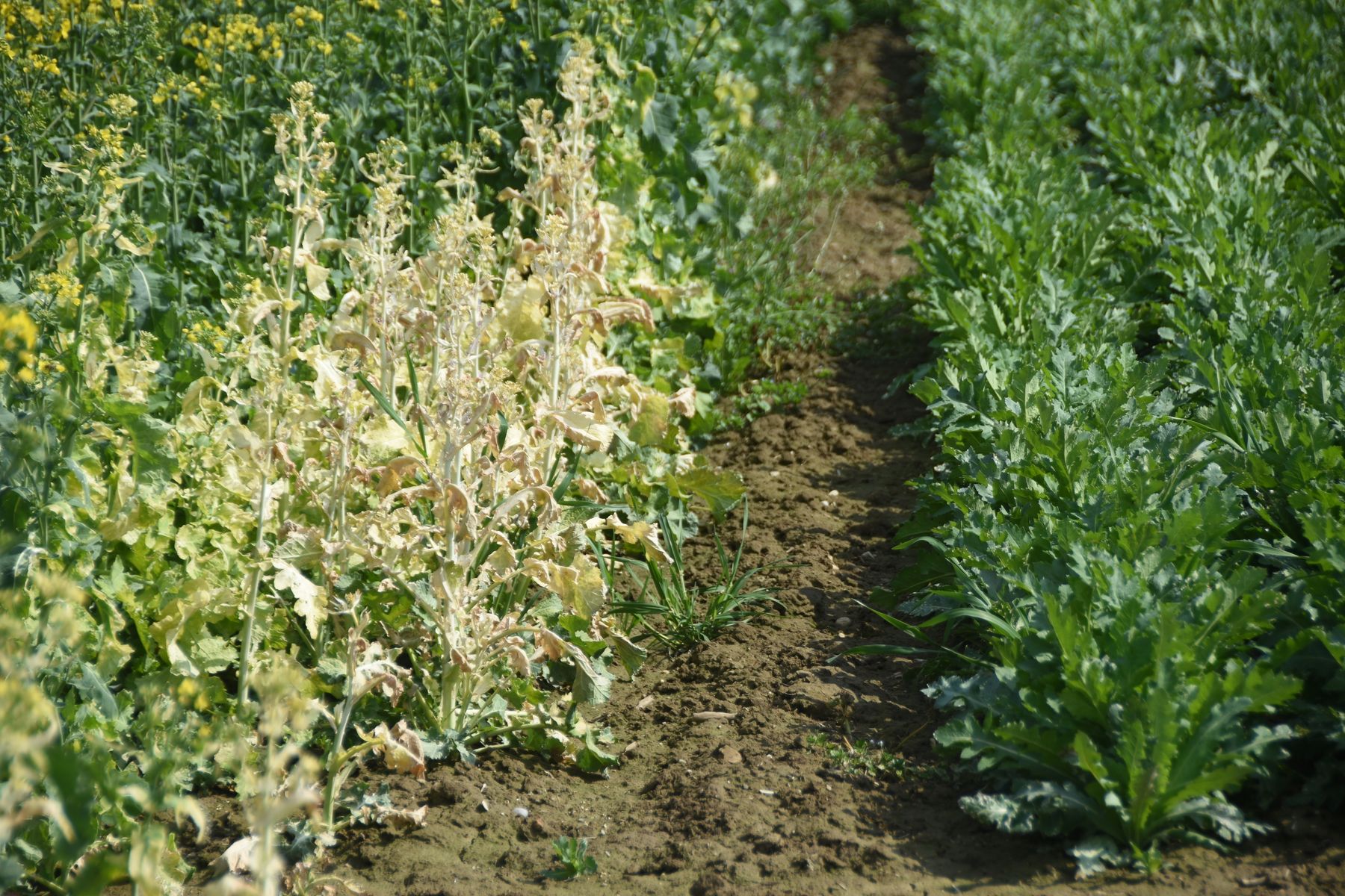 Abdrift in benachbarte Rapsfläche.jpg © LK OÖ/Köppl