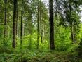 Wald © Peter Widmann
