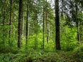 Wald © Peter Widmann