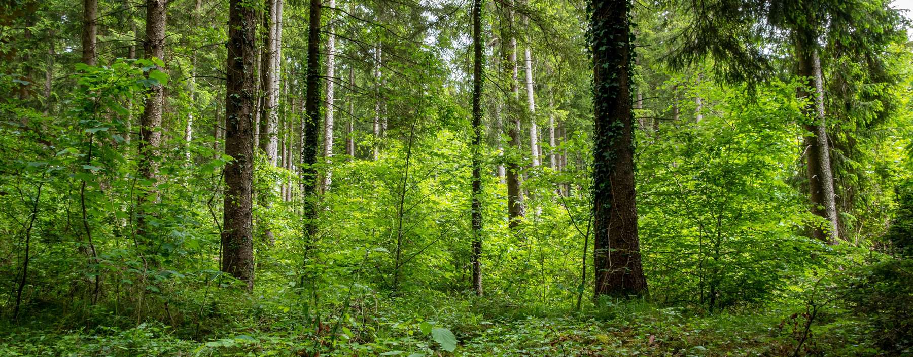 Wald.jpg © Peter Widmann