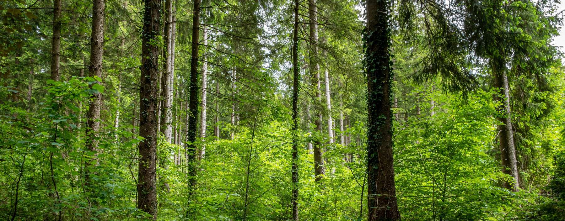 Wald.jpg © Peter Widmann