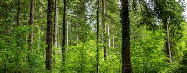 Wald.jpg © Peter Widmann