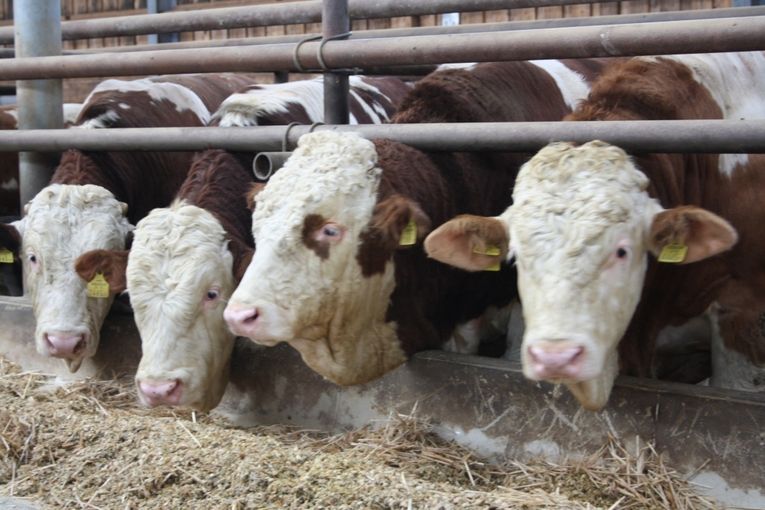 Rinder_LKOOe_klein.jpg © Landwirtschaftskammer OÖ Rinder_LKOOe_klein.jpg © Landwirtschaftskammer OÖ