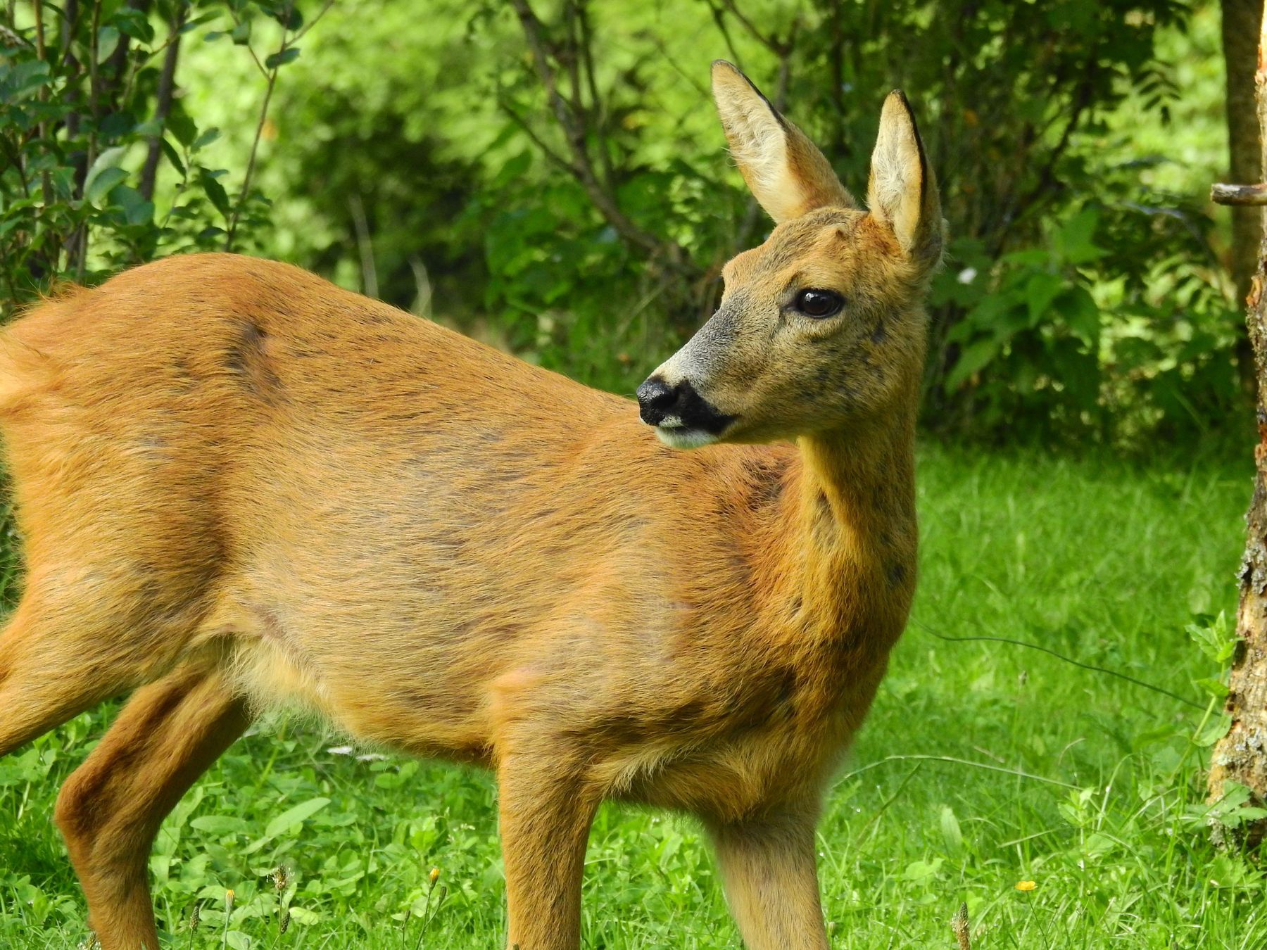 Reh_Jaegerschaft.jpg © Kärntner Jägerschaft Reh_Jaegerschaft.jpg © Kärntner Jägerschaft