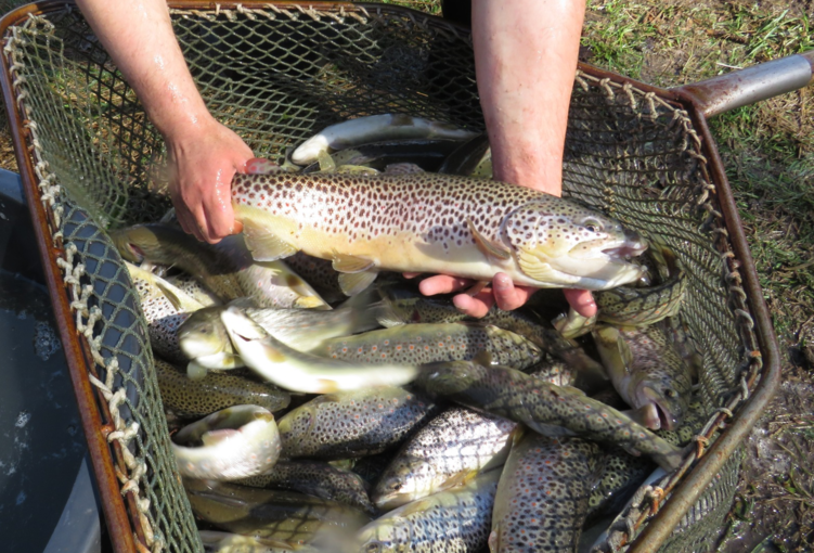 sb12_mt_fisch.png © Dürnberger sb12_mt_fisch.png © Dürnberger