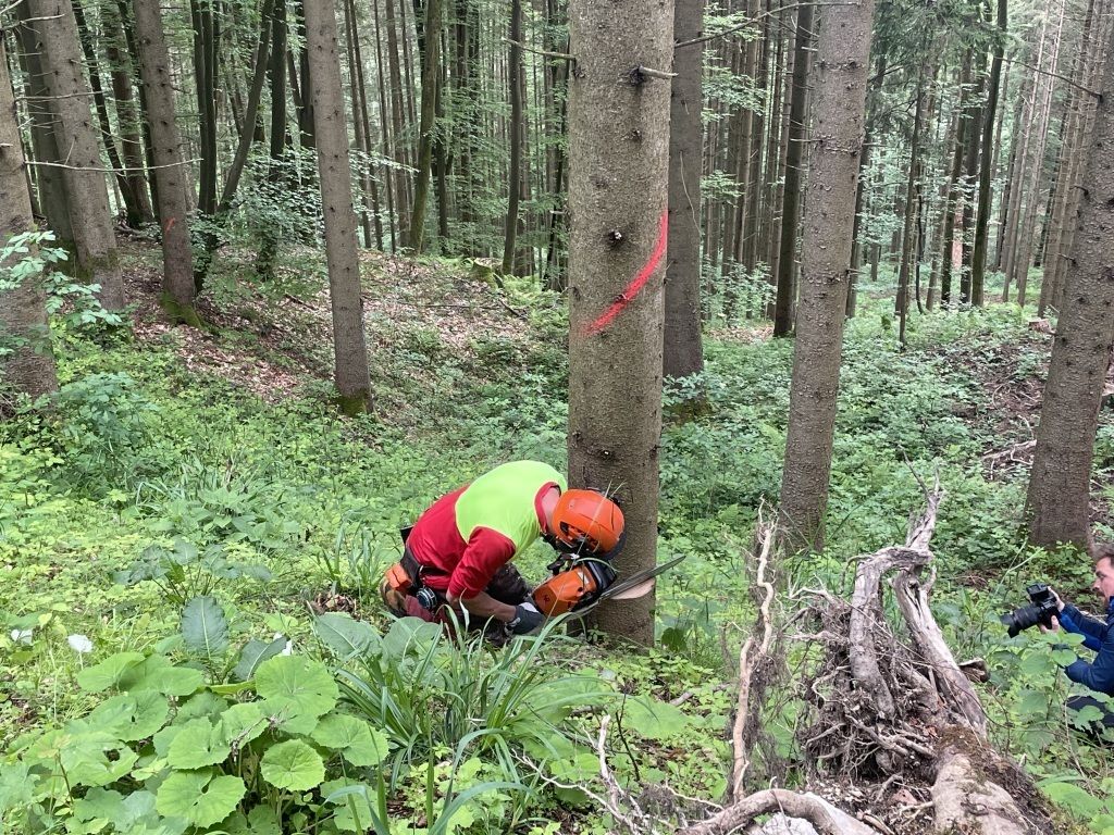 ative Waldbewirtschaftung durch Waldbesitzer_LKOÖ_klein.jpg © Landwirtschaftskammer OÖ