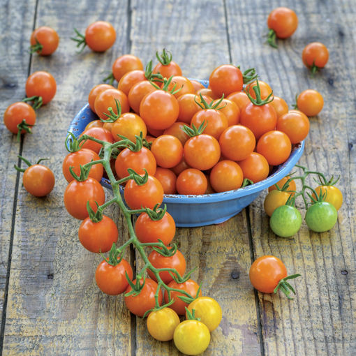 Gartentipp_Foto_Honigtomate.jpg © OÖ Gärtner Gartentipp_Foto_Honigtomate.jpg © OÖ Gärtner