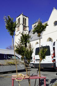 sb13_mt_palm.jpg © Dürnberger sb13_mt_palm.jpg © Dürnberger