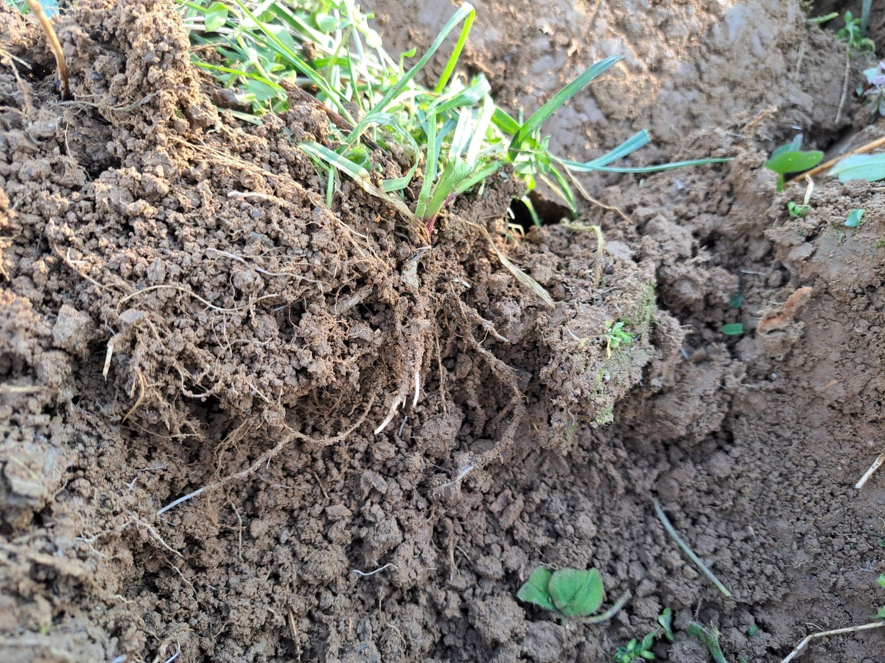 Auch in Kremsmünster gabs eine Feldbegehung. Diskutiert wurde über Winterackerbohne, Raps, Gerste, Weizen, Triticale und den bevorstehende Maisanbausaison. Danke für das rege Interesse! © BWSB