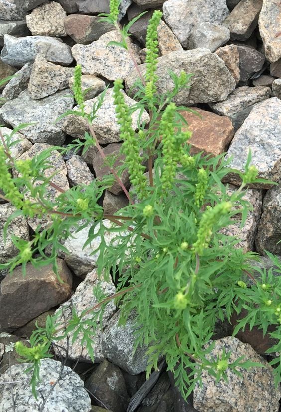 Blühbeginn männl Blüte Ambrosie.jpg © Vera Pachtrog-Wilfinger/LK Niederösterreich Blühbeginn männl Blüte Ambrosie.jpg © Vera Pachtrog-Wilfinger/LK Niederösterreich