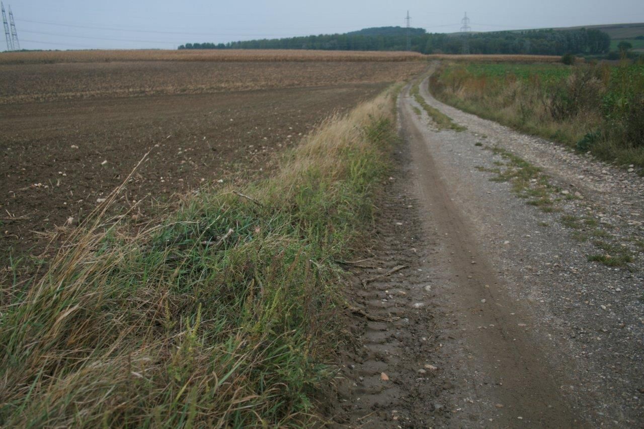 Ambrosie Randbereiche.jpg © Vera Pachtrog-Wilfinger/LK Niederösterreich Ambrosie Randbereiche.jpg © Vera Pachtrog-Wilfinger/LK Niederösterreich