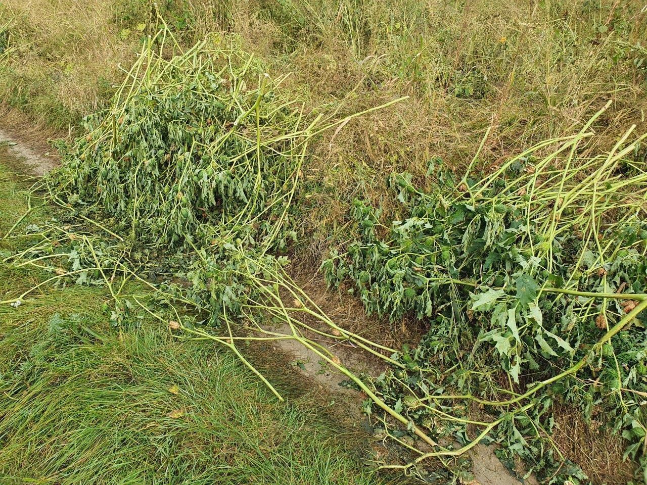 Stechapfel ausgerissen.jpg © Vera Pachtrog-Wilfinger/LK Niederösterreich