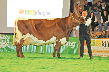 Jungkuhchampionat.jpg © Sendlhofer Jungkuhchampionat.jpg © Sendlhofer