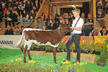 Jungkuhchampionat.jpg © Sendlhofer Jungkuhchampionat.jpg © Sendlhofer