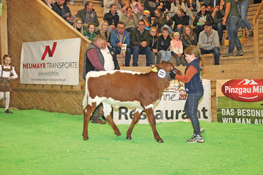 Jungkuhchampionat.jpg © Sendlhofer Jungkuhchampionat.jpg © Sendlhofer